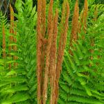 Osmundastrum cinnamomeum, cinnamon fern