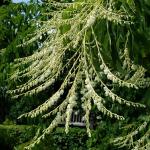 Oxydendrum arboreum, sourwood