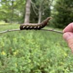 Pandorus sphinx caterpillar seen on Martha's Vineyard, MA on 9/3/2024. Image courtesy of Marc Fournier.