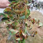 Pear trellis rust leaf damage_Pyrus calleryana