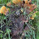 Fruiting body of Phaeolus schweinitzii, partially destroyed by a lawn mower, growing from a lateral root of Japanese larch (Larix kaempferi) on the UMass campus. Photo taken 7/7/21 by NJ Brazee. 