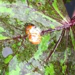 (photo 2) Golden tortoise beetle
