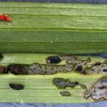 (photo 5) lily leaf beetle eggs and larvae