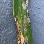 (photo 6) Damage to lily leaf by lily leaf beetle larvae.