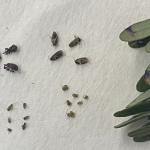 Comparison size-adult cranberry weevil (upper left), adult black bug active in JULY (upper right), blunt nosed leafhopper nymphs found now (lower left), black bug nymps found now (lower right).