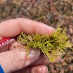 Bog groove-moss or ribbed bog moss, not as susceptible to sufentrazone