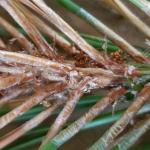 Pine tip moth damage with frass_Pinus rigida