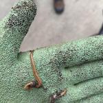 Hammerhead worms (planarians) reported from Martha’s Vineyard, MA on 4/16/2024. Do not handle without gloves. Wash hands after. Photo courtesy of: Isa Brillard. 