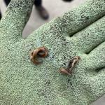 Hammerhead worms (planarians) reported from Martha’s Vineyard, MA on 4/16/2024. Do not handle without gloves. Wash hands after. Photo courtesy of: Isa Brillard. 
