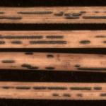 Black-colored, spore-bearing structures (hysterothecia) produced by Ploioderma lethale on Austrian pine (Pinus nigra).