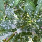 Powdery mildew on garden phlox