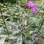 Powdery mildew on phlox (G. Njue)