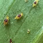 Purple spotted lily aphids seen on 7/11/2022 in Plymouth County. (Image Courtesy of: Steve Keris.)