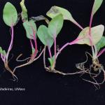 Pythium root rot symptoms in 'Red Kitten' spinach (A. Madeiras)