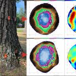 A red oak (Quercus rubra) infected by Niveoporofomes spraguei with sonic (left) and electrical resistance (right) tomograms captured from two heights on the lower trunk. 