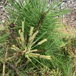 Redheaded pine sawfly larvae on Pinus x densithunbergii ‘Jane Kluis’ seen on 9/10/2022 in Florence, MA. (Photo courtesy of: Daniel Lyons.) 
