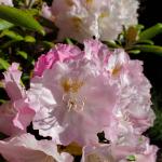 Rhododendron 'Ken Janeck', hybrid Rhododendron