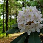 Rhododendron maximum, great rosebay