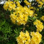Rhododendron 'Narcissiflorum', hybrid azalea