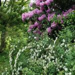 Rhododendron 'Roseum Elegans' and Spiraea x vanhouttei (bridal wreath)