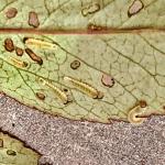 Roseslug sawfly larvae on underside of rose leaf. (Deborah Swanson, 5/16/18)