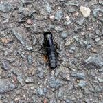 Rove beetles are beneficial predatory insects in our landscapes. Do not handle, may excrete distasteful substances from glands in abdomen. Photo taken on 5/13/2024 in Chesterfield, MA. (Tawny Simisky, UMass Extension) 