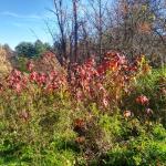 Rubus spp. with fall color