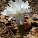 Sanguinaria canadensis 'Multiplex', double-flowered bloodroot