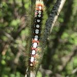 The caterpillar of the white satin moth seen in Beartown State Forest (Berkshire County) on 6/8/2022. (Image Courtesy of: Eric Reynolds, MA DCR)