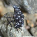 A 1st instar nymph spotted lanternfly photographed in Pennsylvania. Instars 1-3 are black with white spots. (Image Courtesy of: Gregory Hoover)