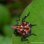 A 4th instar nymph spotted lanternfly photographed in Pennsylvania. This last instar before the insect reaches adulthood is black with white spots and red blotches. (Image Courtesy of: Gregory Hoover)