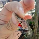 An adult spotted lanternfly found on a tree in Fitchburg, MA in 2021. (Courtesy of the Massachusetts Department of Agricultural Resources.)