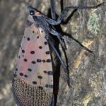 Spotted lanternfly adult at rest. Note the wings are held roof-like over the back of the insect. Photo courtesy of Gregory Hoover