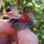 Adult spotted lanternflies seen on 8/25/2022 in Springfield, MA. (Photo: Tawny Simisky)