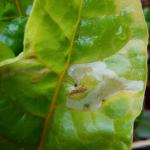 Spinach leafminer on Swiss chard