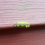 This odd caterpillar seen on 9/30/19 in Chesterfield, MA is known as the spiny oak-slug (Euclea delphinii) and will develop into a moth as an adult. These spiny caterpillars do cause a relatively mild sting, when compared to related species. However, they should not be handled. (Tawny Simisky, UMass Extension)