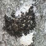 Spongy moth larvae