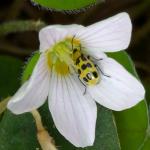 Spotted cucumber beetle seen in Big Sur, CA on 8/29/2024. This is an east coast species as well. Photo: Tawny Simisky, UMass Extension.