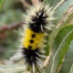 Spotted tussock moth caterpillar seen in Big Sur, CA on 8/29/2024. This is an east coast species as well. Photo: Tawny Simisky, UMass Extension.