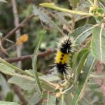 Spotted tussock moth caterpillar seen in Big Sur, CA on 8/29/2024. This is an east coast species as well. Photo: Tawny Simisky, UMass Extension.