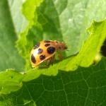 Squash beetle in Kent Co. RI