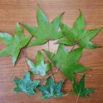 Small, rounded galls (red and light green spots) on the upper leaf surfaces of sweetgum caused by the feeding of the sweetgum scale. Samples from South Hadley, MA collected on 9/19/2022. (Photo: Tawny Simisky.)