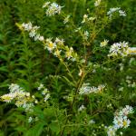 Symphyotrichum racemosum, small white aster