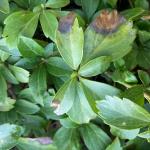 Symptoms of possibly volutella blight on pachysandra