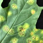Giant tar spot of Norway maple (Acer platanoides) caused by Rhytisma acerinum. The large, black leaf spots form when several small spots expand and coalesce. Photo taken 8/8/18. 