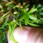 Clusters of tiny taxus mealybugs can be found feeding on yew hosts in Amherst, MA on 5/30/19. (Tawny Simisky, UMass Extension)