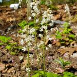 Tiarella cordifolia, foamflower