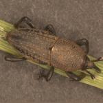 Figure 2. Bluegrass billbug adult.
