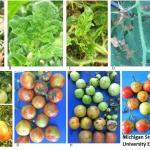 Symptoms of Tomato Brown Rugose Fruit Virus (ToBRFV). Photos courtesy of Michigan State University Extension