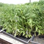 Leggy, stretched tomato plants (G. Njue)